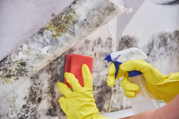 Forensic Mold Investigation